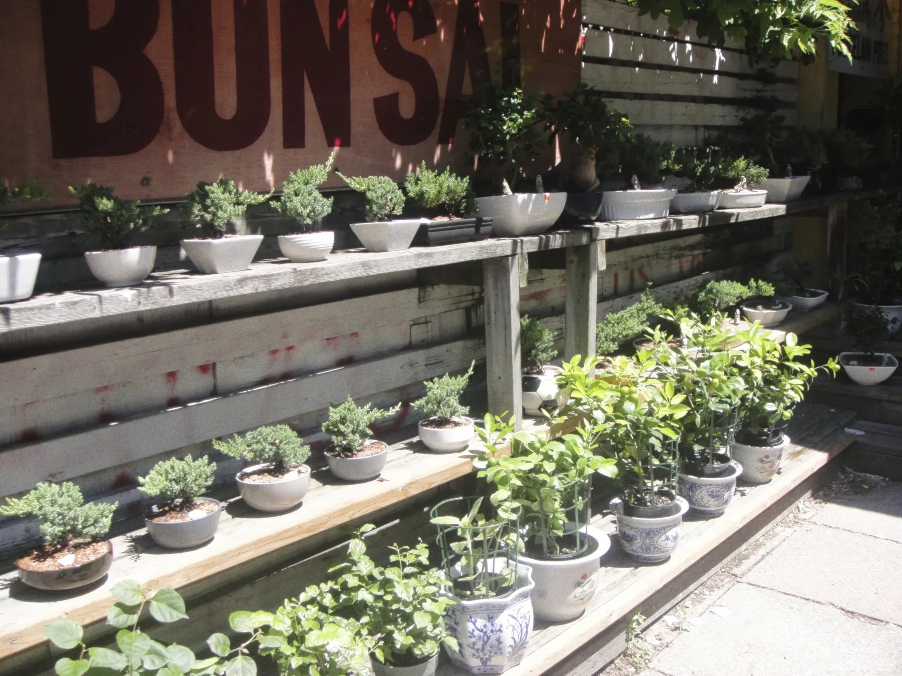 Bonsai, Toronto