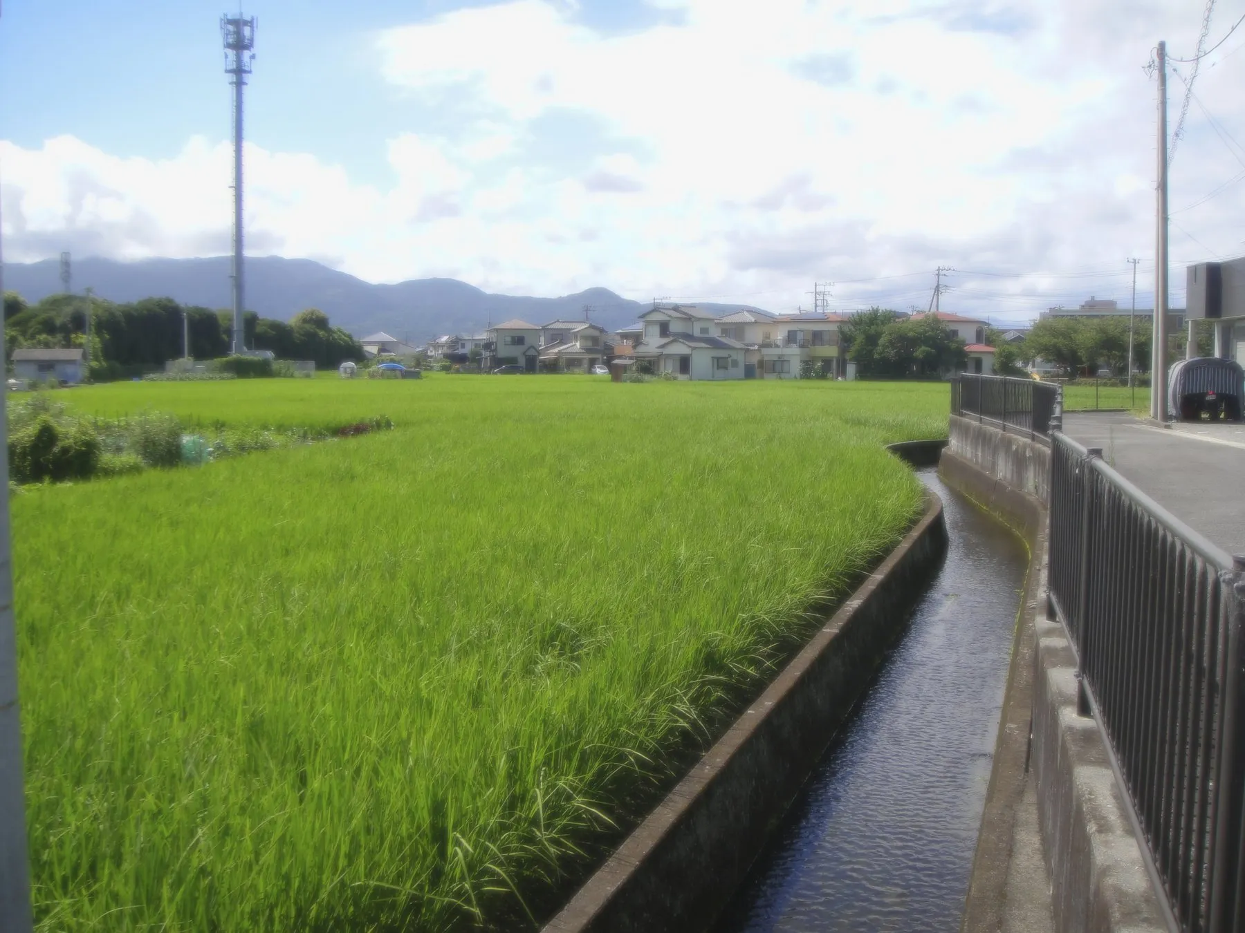 Rice field, Kawaguchiko, Japan